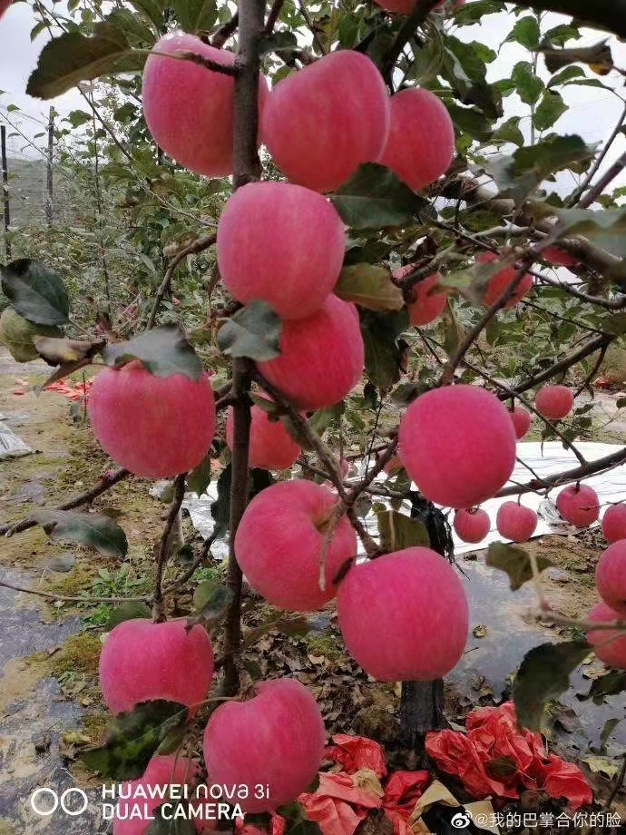 瑞阳